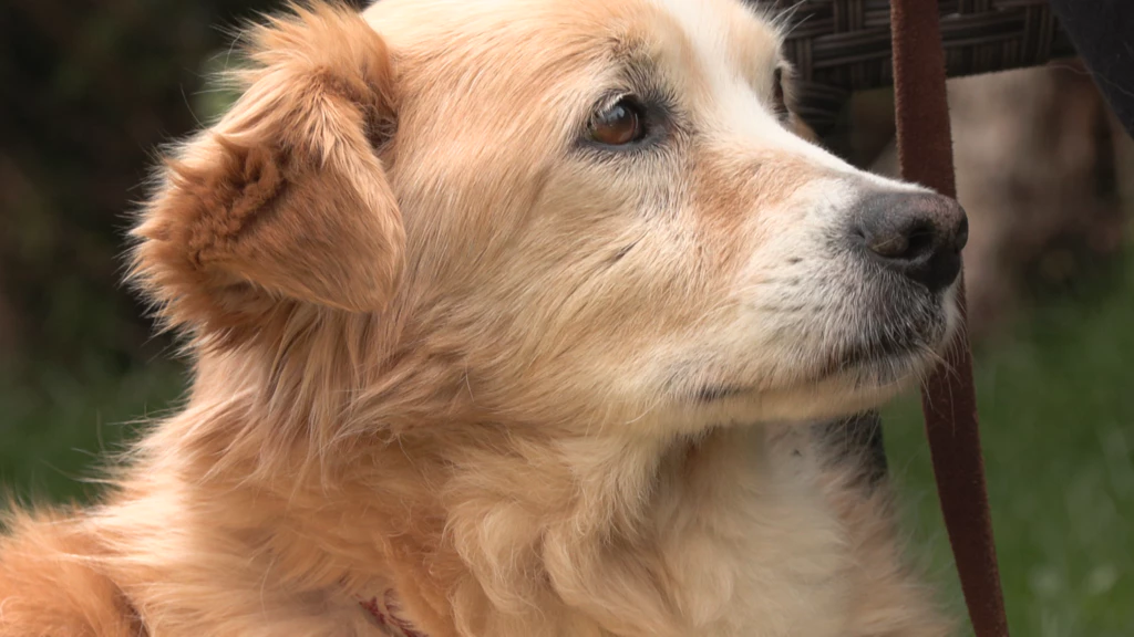 Tierisch M Nchen Kleiner Kuschelopa Sucht Menschen Mit Viel Liebe Und