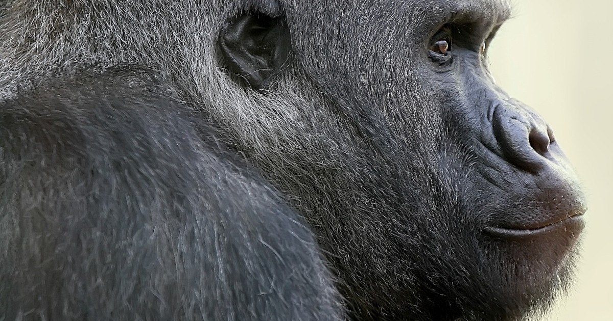 Trauer In Hellabrunn Silberrucken Gorilla Roututu Vollig Uberraschend Gestorben Munchen Tv