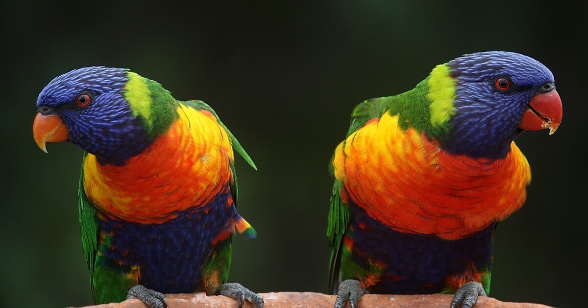 Pride Homosexualität Im Tierpark Hellabrunn Münchentv 